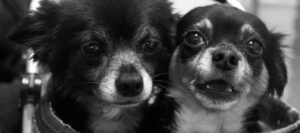 When Do False Beliefs Justify Excuse?