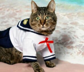 Ethical Dilemmas in Pet Ownership