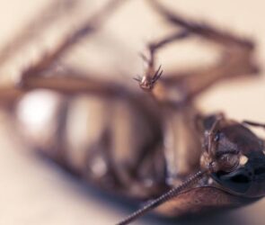 The Superhuman or Subhuman?