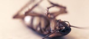 The Superhuman or Subhuman?