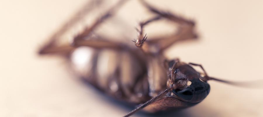 The Superhuman or Subhuman?