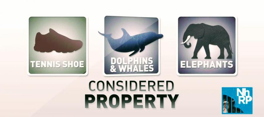 Nonhuman Rights for All Beings