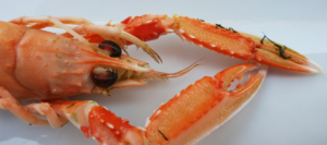 Lobster Love Affair Gone Wild