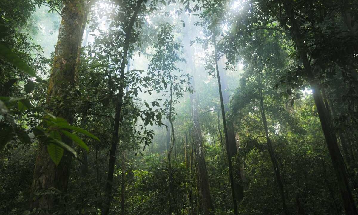 Google Buys Amazon Carbon Credits