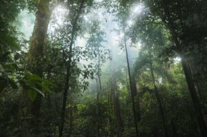 Google Buys Amazon Carbon Credits