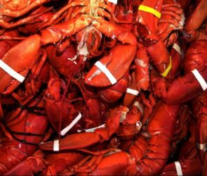 Costco Loses $400k Lobster to Phishing Scam