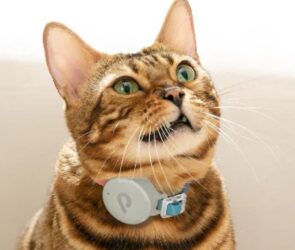 Top 5 Weirdest CES 2026 Gadgets