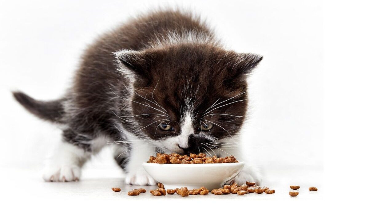 Ethics of Feeding Animals: Book Review