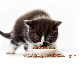 Ethics of Feeding Animals: Book Review