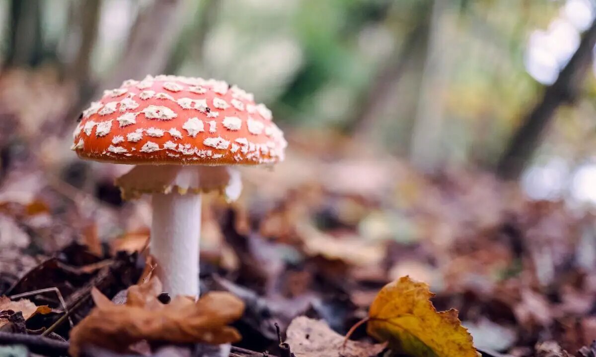 Spinoza on God: Unloved Genius