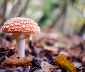 Spinoza on God: Unloved Genius