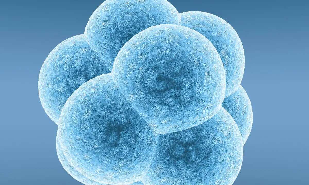 Fetal Rights: When Do They Begin?