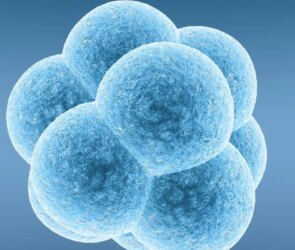 Fetal Rights: When Do They Begin?