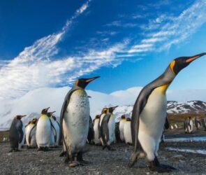 Penguins and Kant: A Philosophical Connection