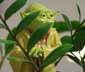 Yoda Explained: Stoic Wisdom?