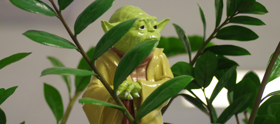 Yoda Explained: Stoic Wisdom?