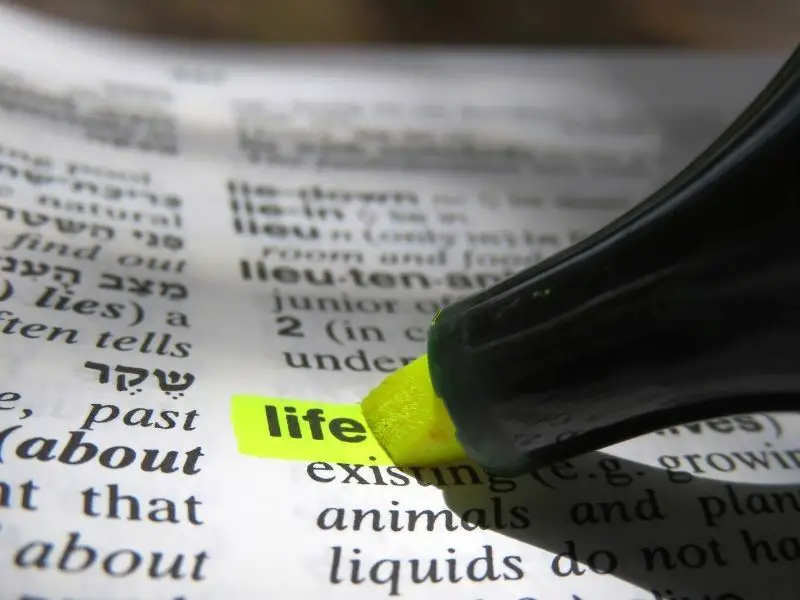 Steven Cassedy Decoding Meaning's Essence