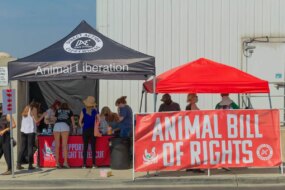 Bentham’s Revolutionary Animal Ethics Quote