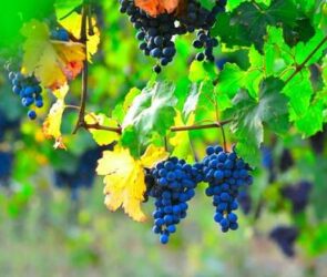 Ancient Political Wine