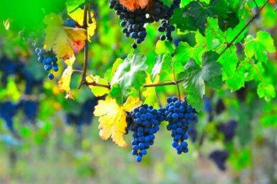 Ancient Political Wine