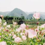 Embrace Solitude: Lessons in Content’s Embrace