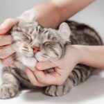 Cat-Focused Adventure