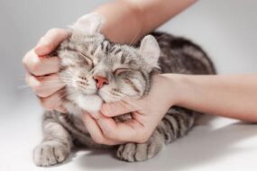 Cat-Focused Adventure