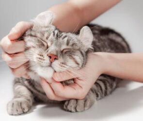 Cat-Focused Adventure