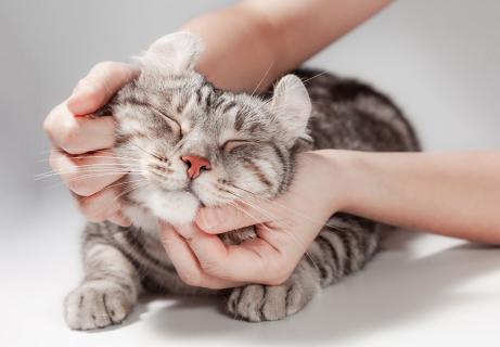 Cat-Focused Adventure