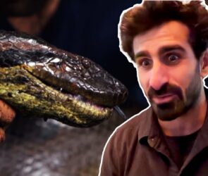 Anaconda Wrestling: Near-Drowned Storytelling