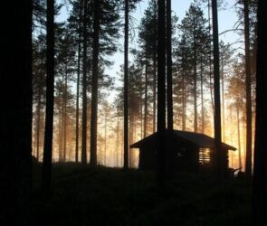 100 Days Alone: Hermit Woods Journey