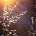 Hedonism vs. Happiness