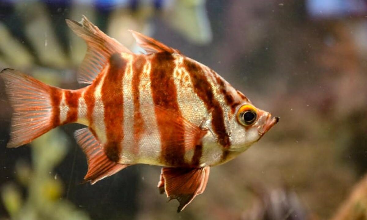 Is Laziness a Human Right?