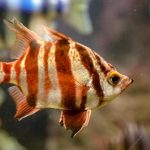 Is Laziness a Human Right?