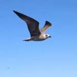 What Makes Human Life Worth Living?