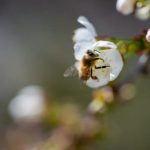 Happiness Through Virtue