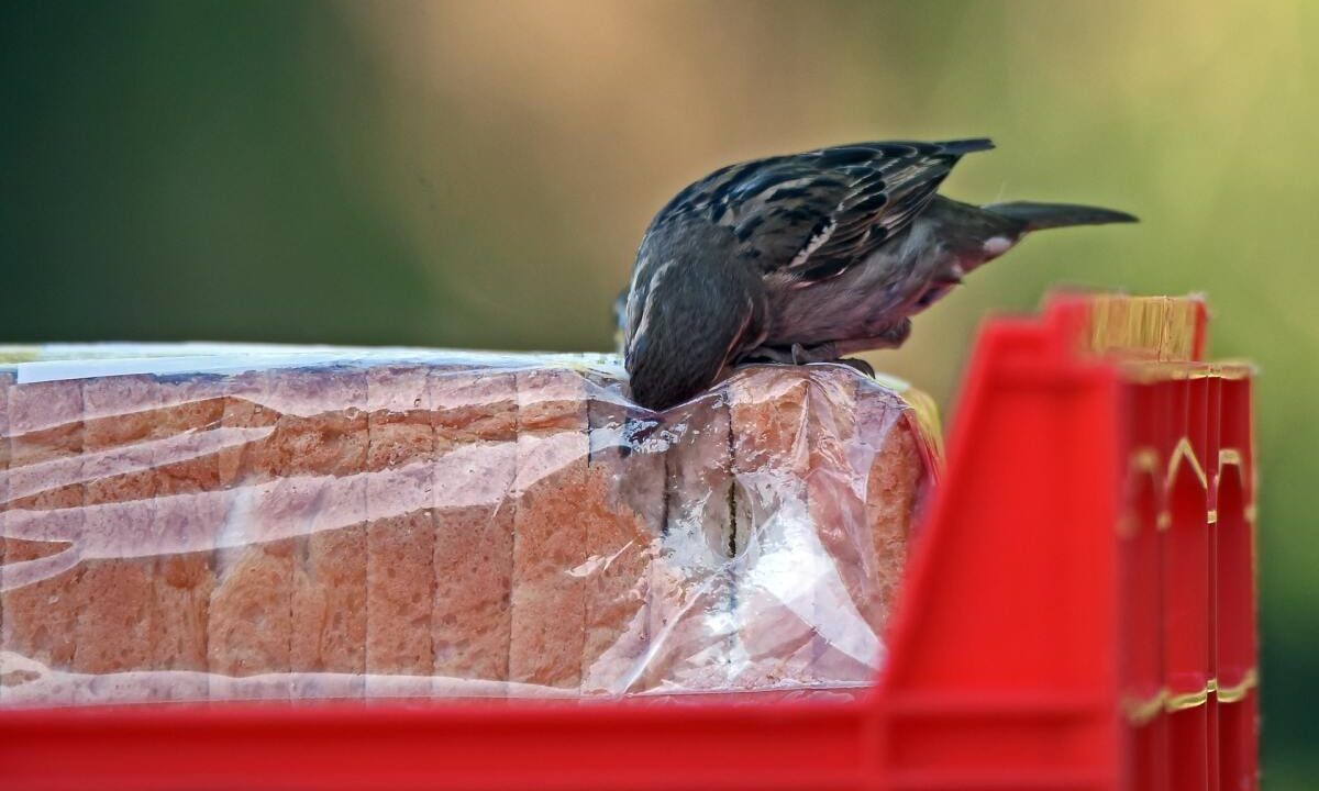 The Morality of Theft: Philosophical Perspectives