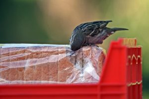 The Morality of Theft: Philosophical Perspectives