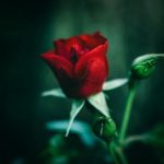 Love vs Liking vs Friendship: Defined