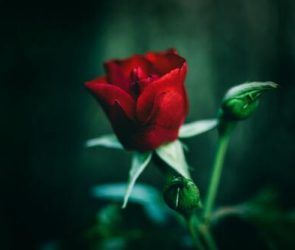 Love vs Liking vs Friendship: Defined
