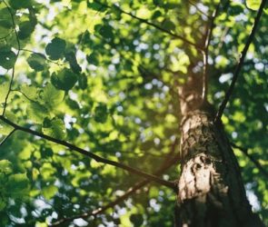 Exploring Aristotle's Influence on Deep Ecology
